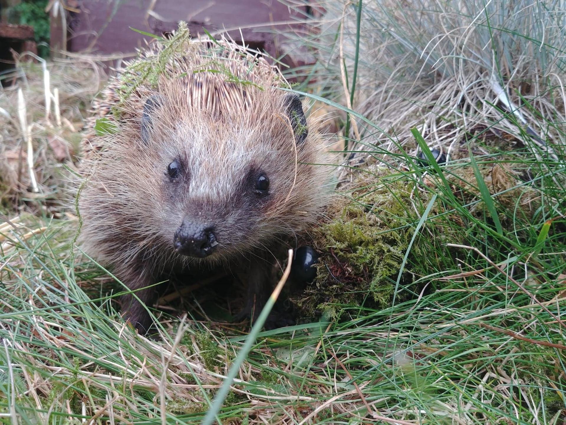 Foto: Tine Reinholt Jensen