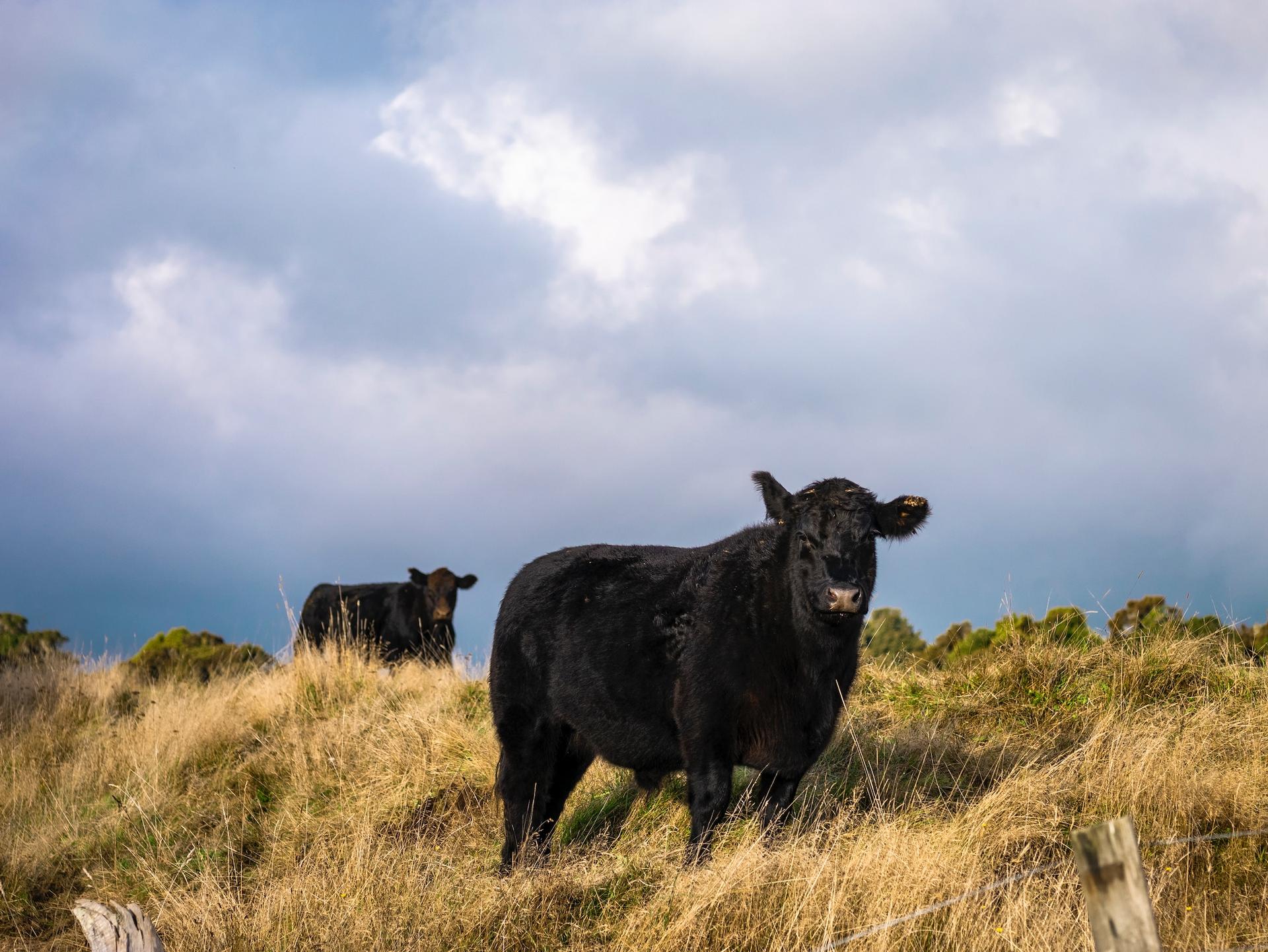 Cows on a field - Photo by Yulia Gadalina (Unsplash)