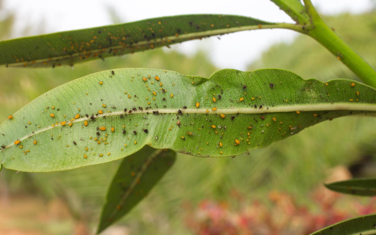 Aphids suck plant sap from a plant's leaves. Photo: Colourbox.